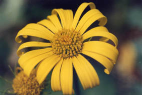 Doronicum orientale var magnificum